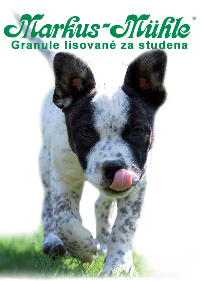 DogLife.cz foto 2