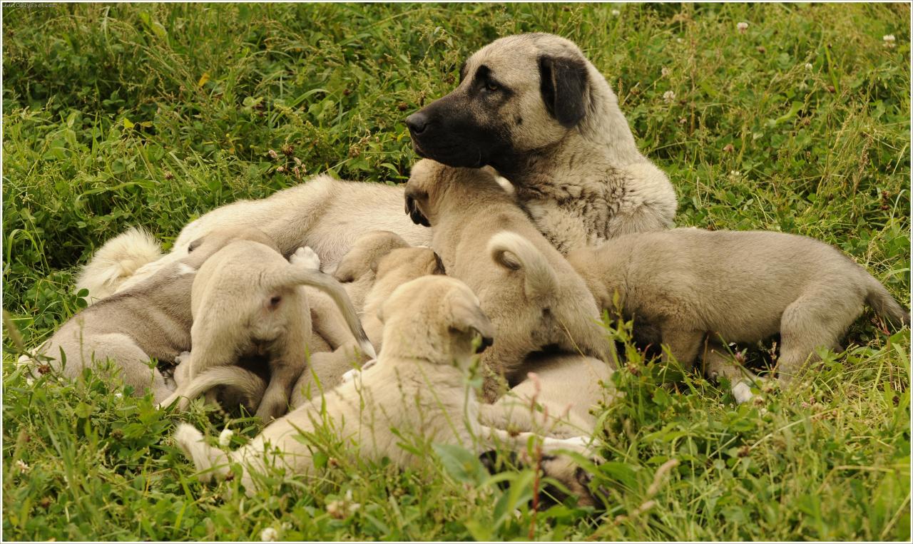 Chovná stanice Anatolských pasteveckých psů Julie Volemanová foto 2