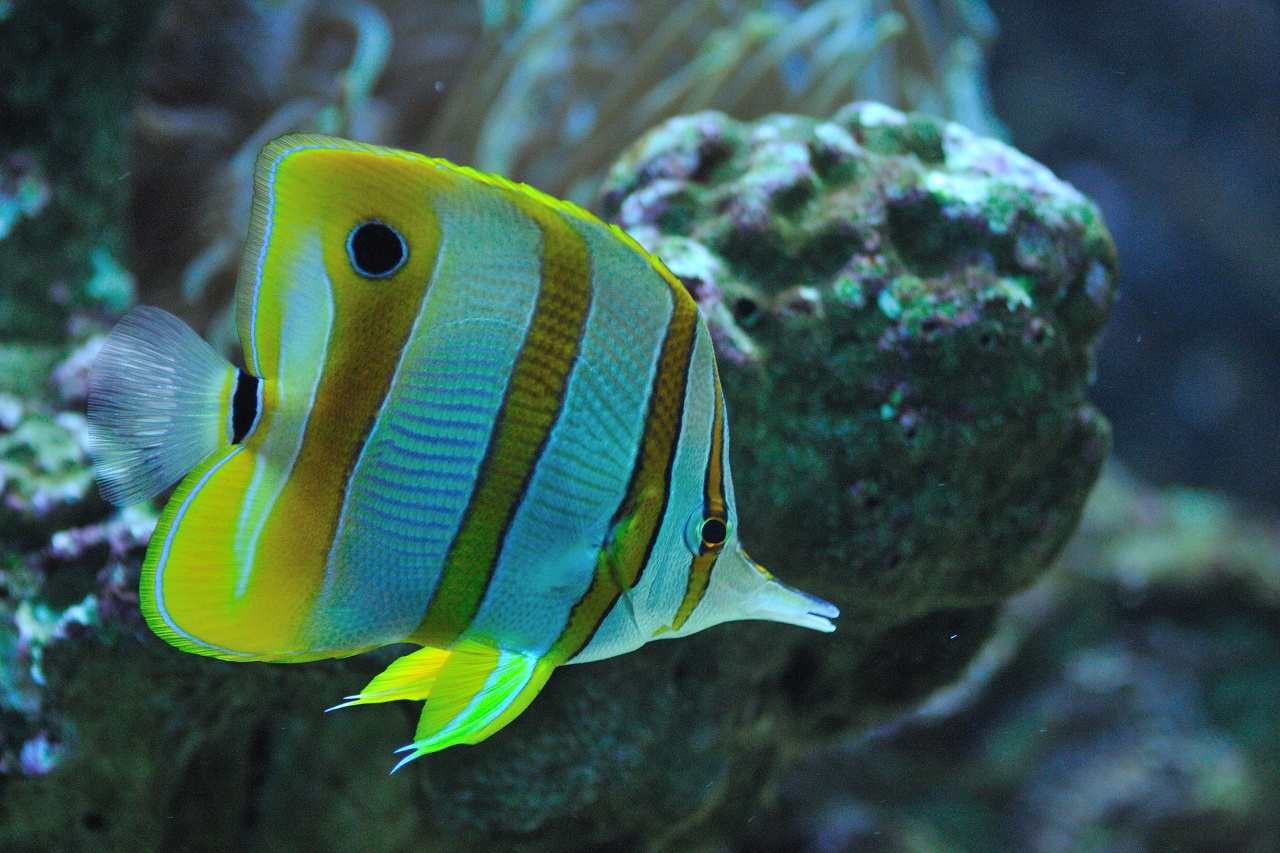 Zoo Děčín - Rajské ostrovy foto 2