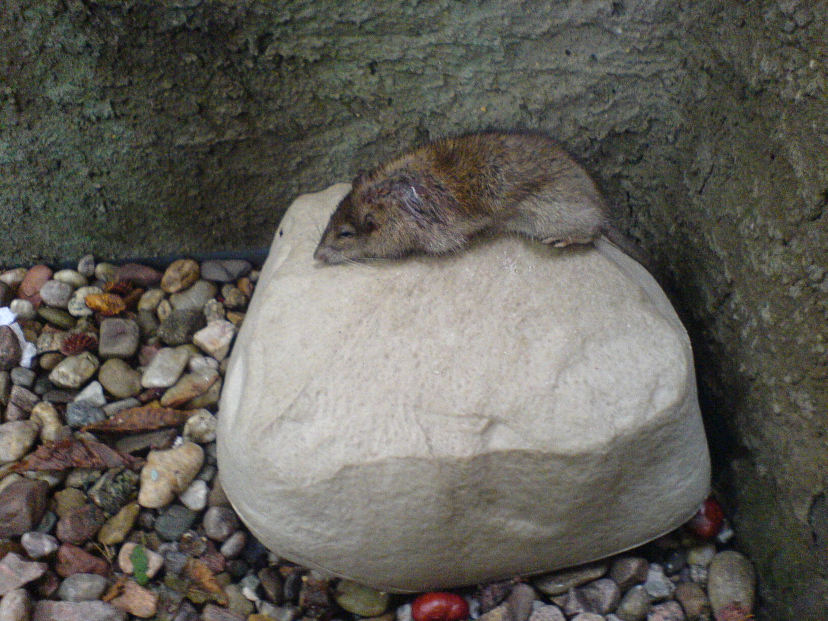 Deratizace Konečný - MK Deratizace foto 4