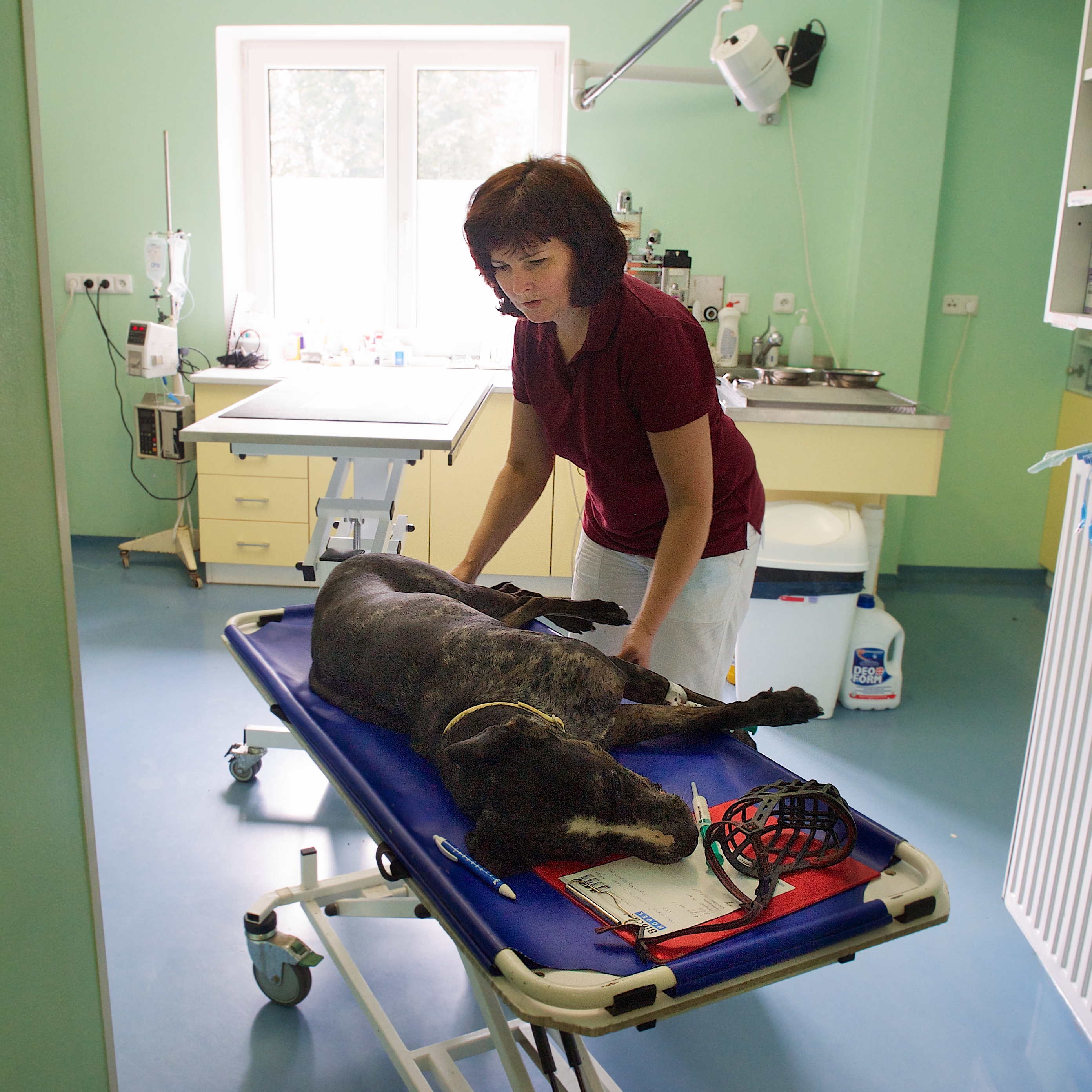 Veterinární klinika IVET foto 4