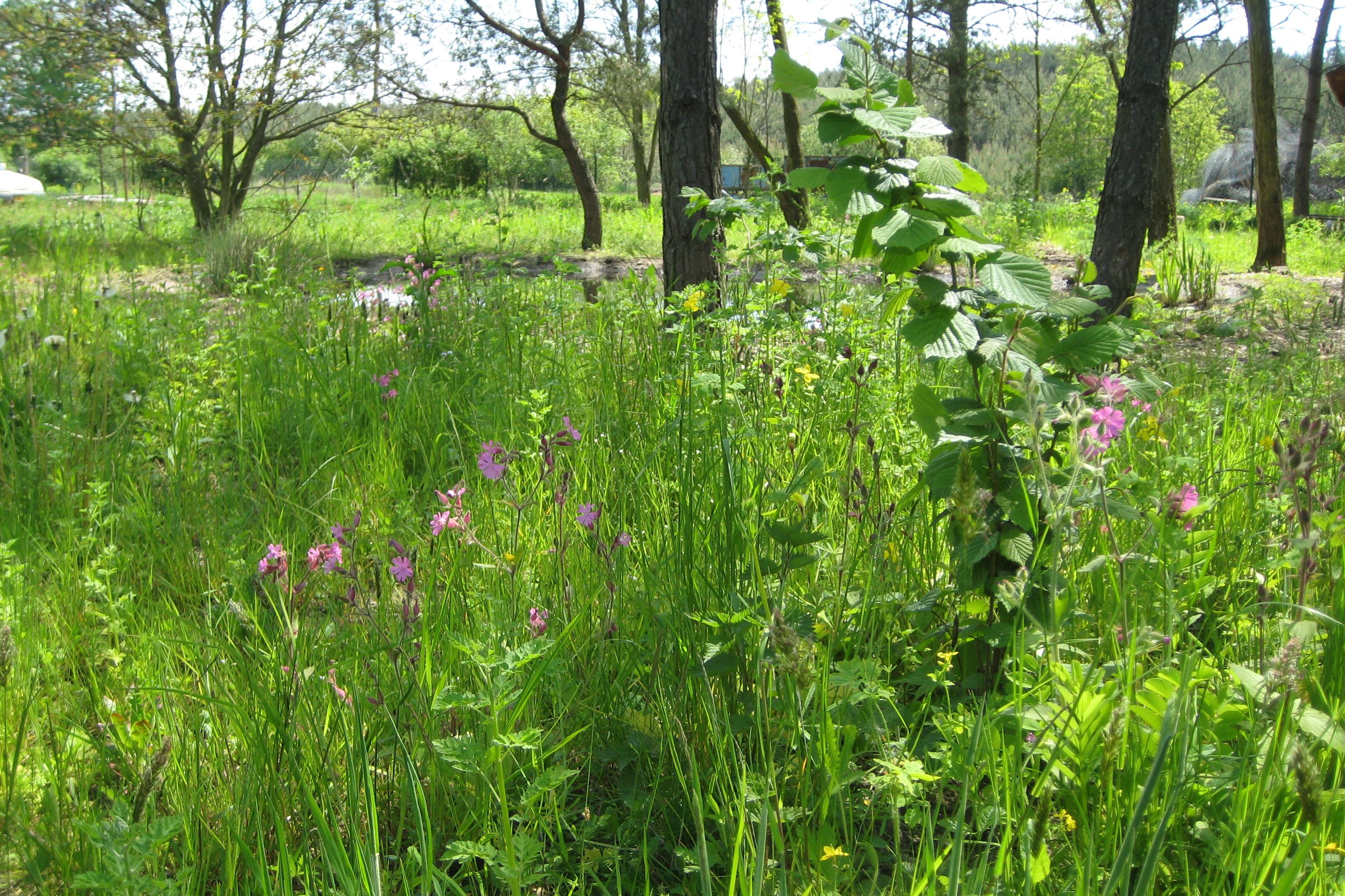 Návrhy a realizace zahrad - Opolany