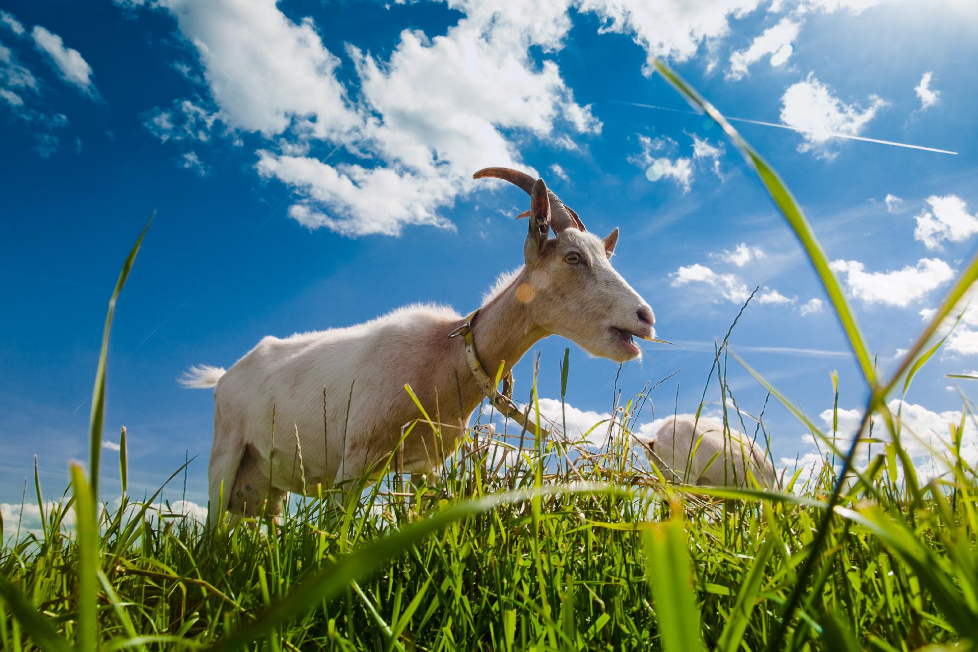Kozí farma Úvalno - Šťastné kozy foto 5