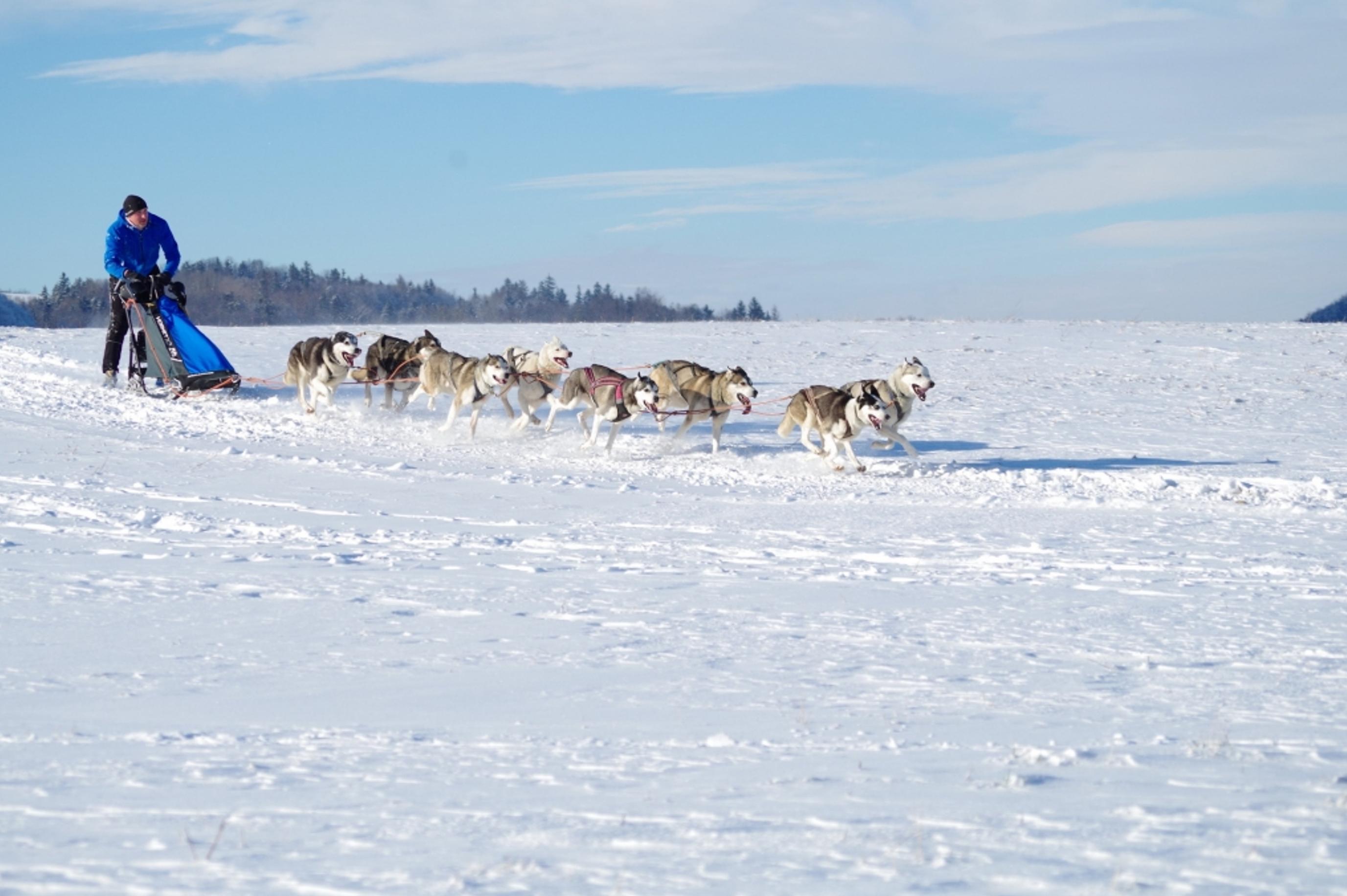 Mushing team Ostrava, z.s.