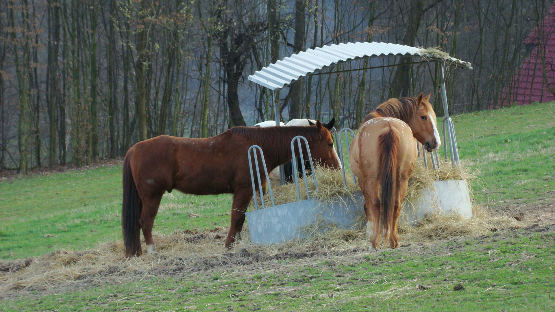 MEADOW RANCH foto 2