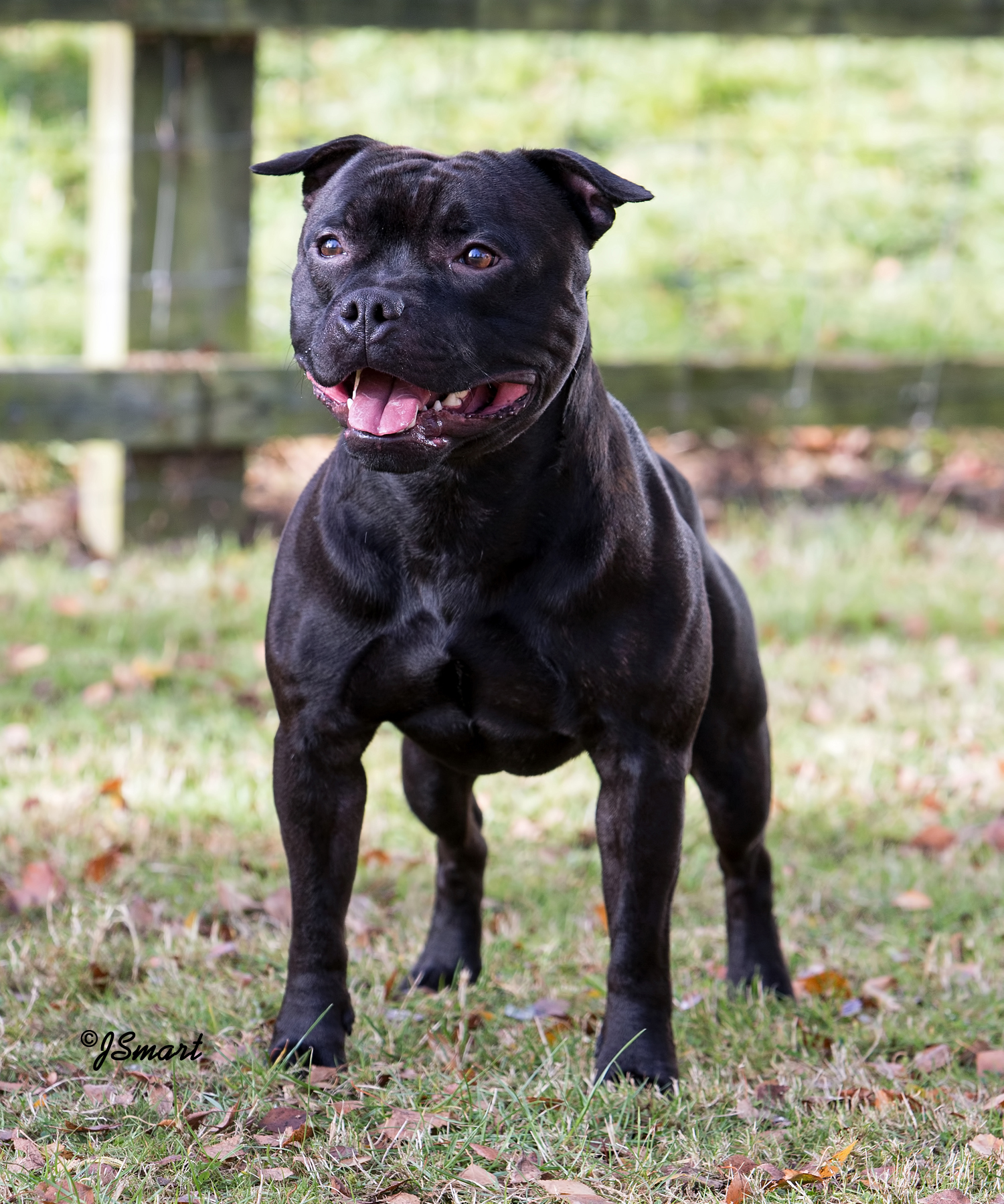 Chovatelská stanice SBT - Domidar Dogs foto 3