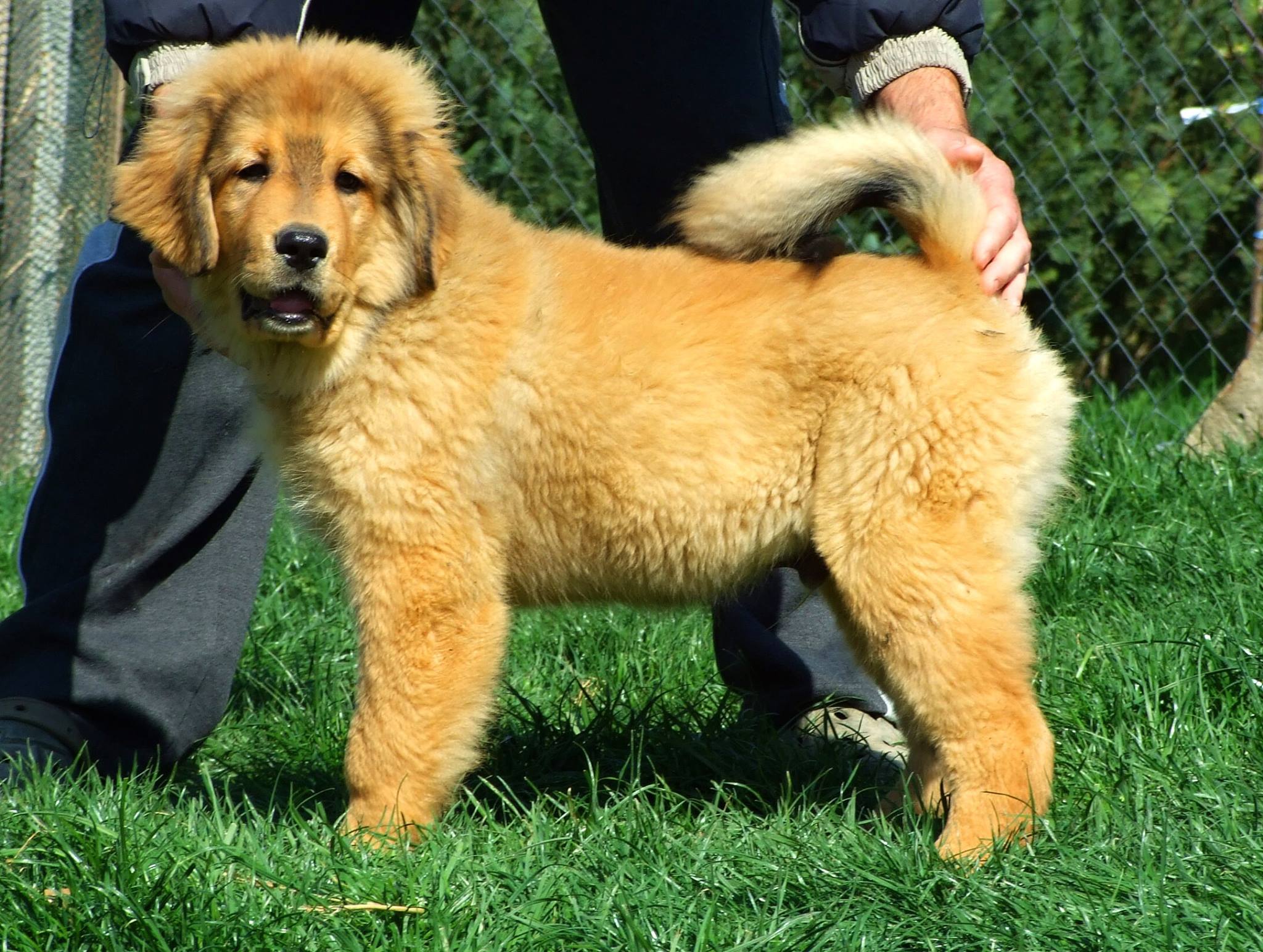 Chovatelská stanice Dharmapala foto 4