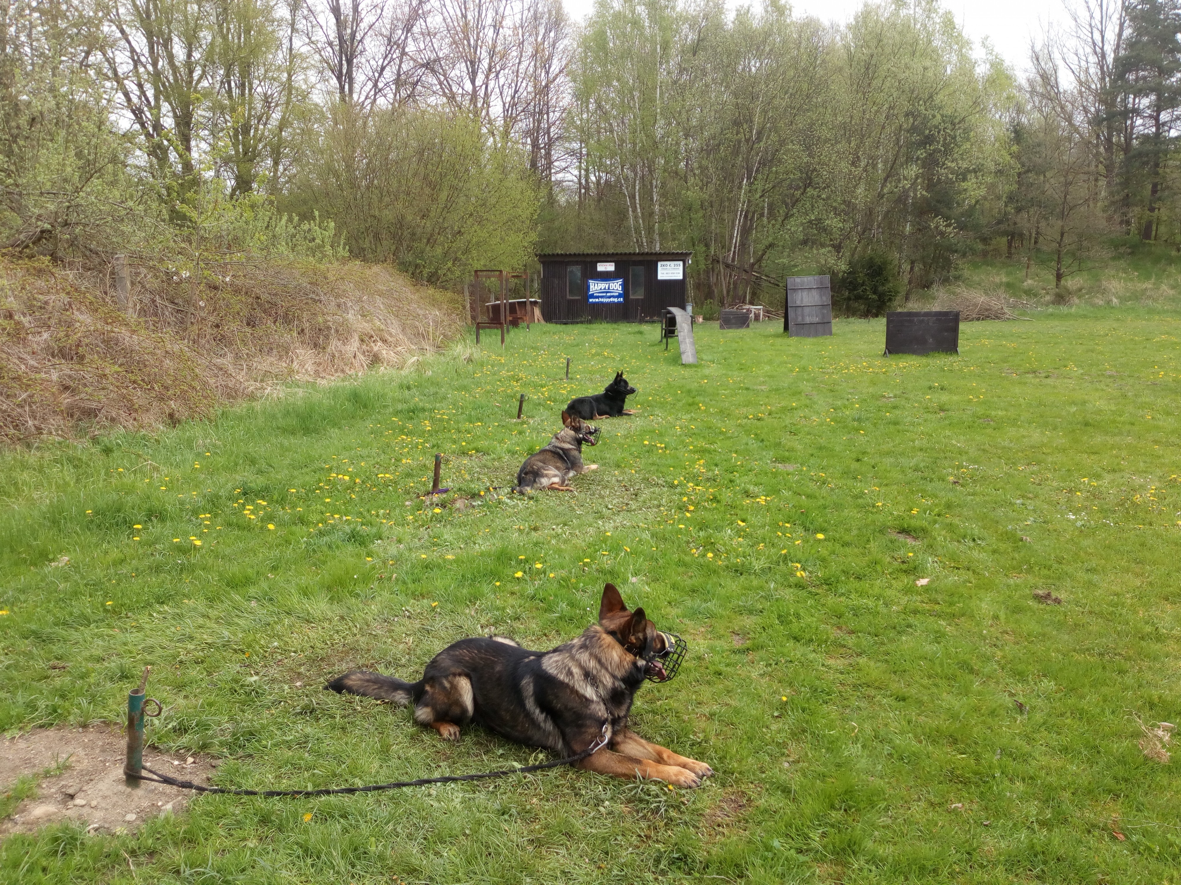 Český kynologický svaz ZKO Chlum u Třeboně - 255 foto 4