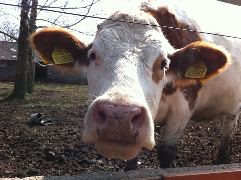 FARMA A UBYTOVÁNÍ U OTČENÁŠKŮ foto 3
