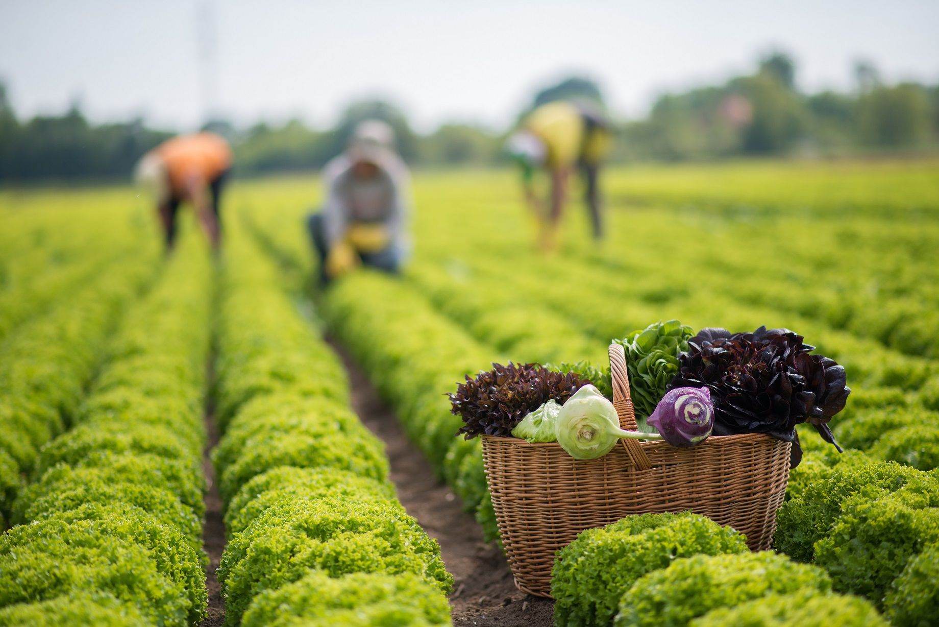Farma Ráječek - velkoobchod foto 2