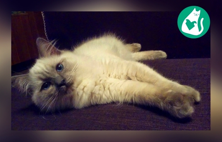 HolidayCat.cz, s.r.o. foto 2