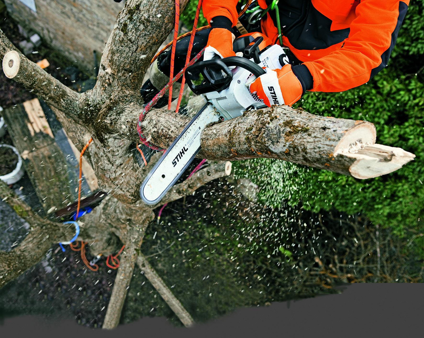 Kácení rizikových stromů - Michal Strnad foto 2
