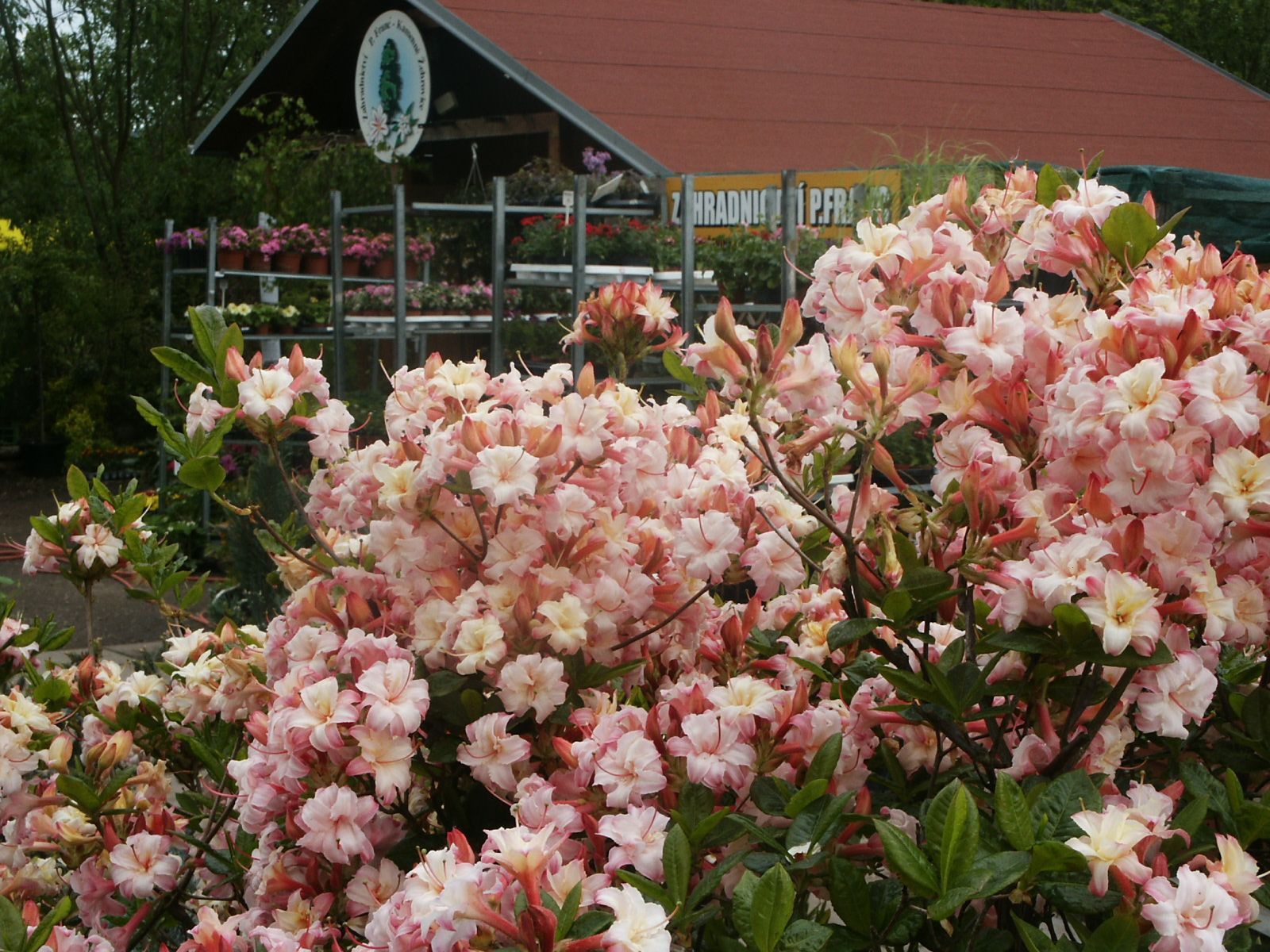 Zahradnictví Franc foto 4