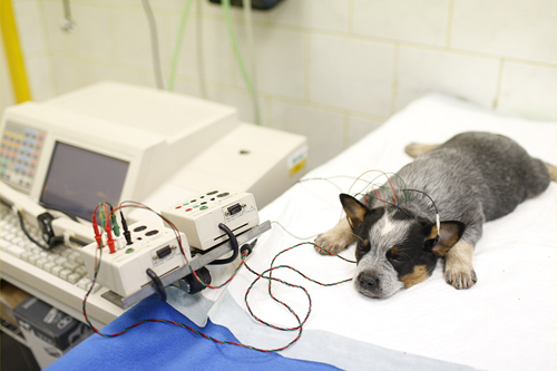 Veterinární nemocnice AA-Vet foto 4