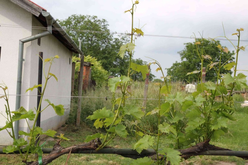 Vinařství Zemánek foto 3