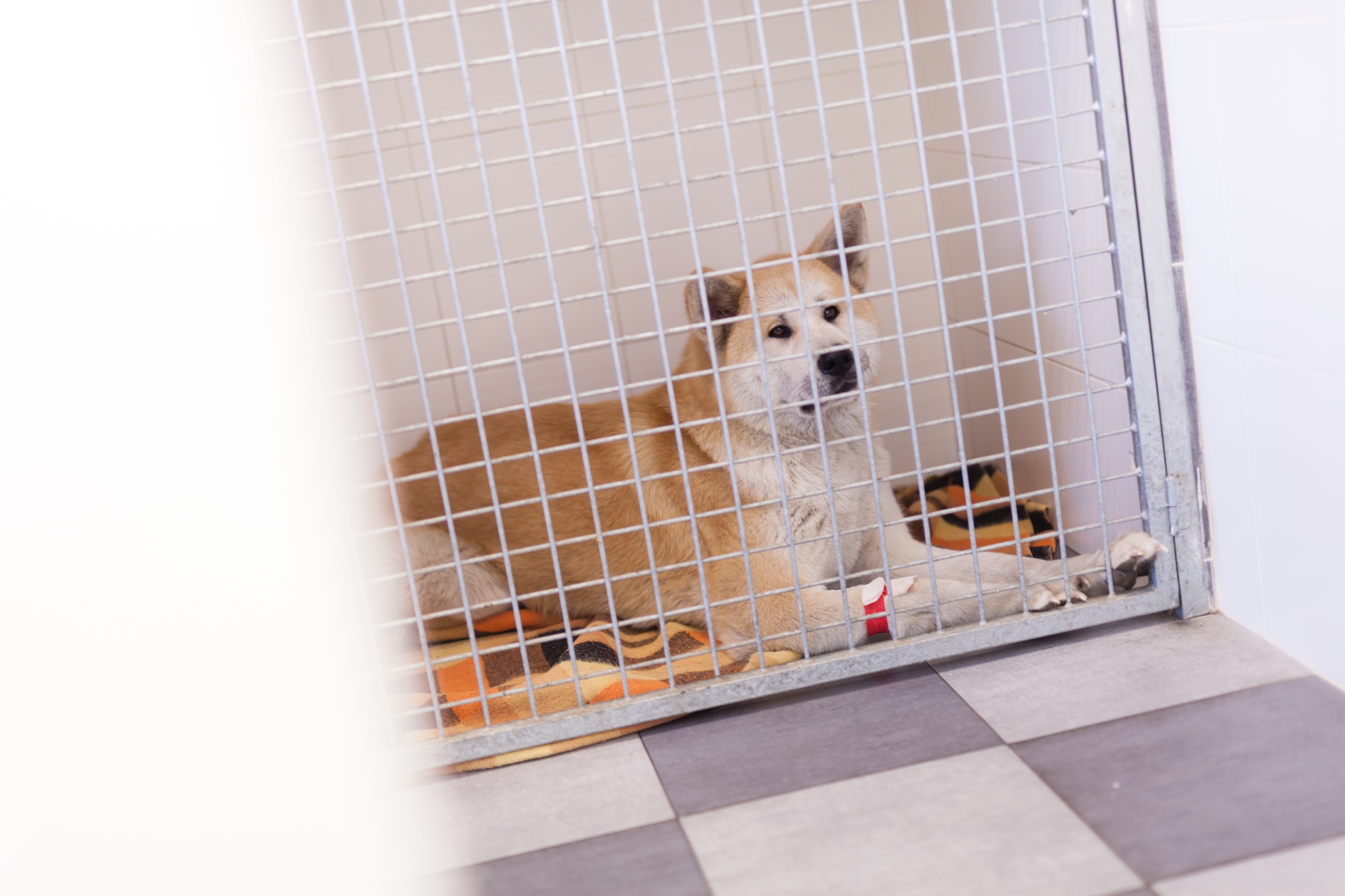 Veterinární klinika VetVill foto 6