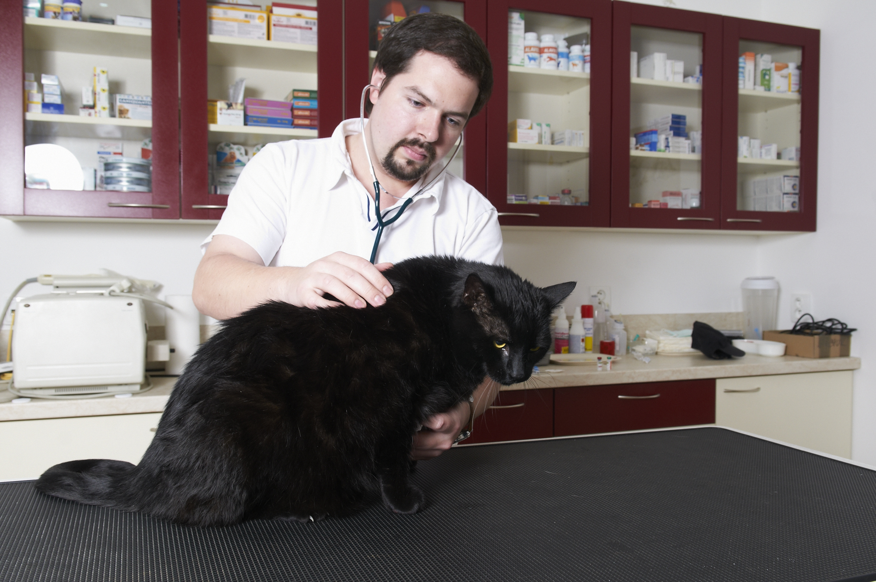 Veterinární klinika Michle - MVDr. David Jíra foto 2