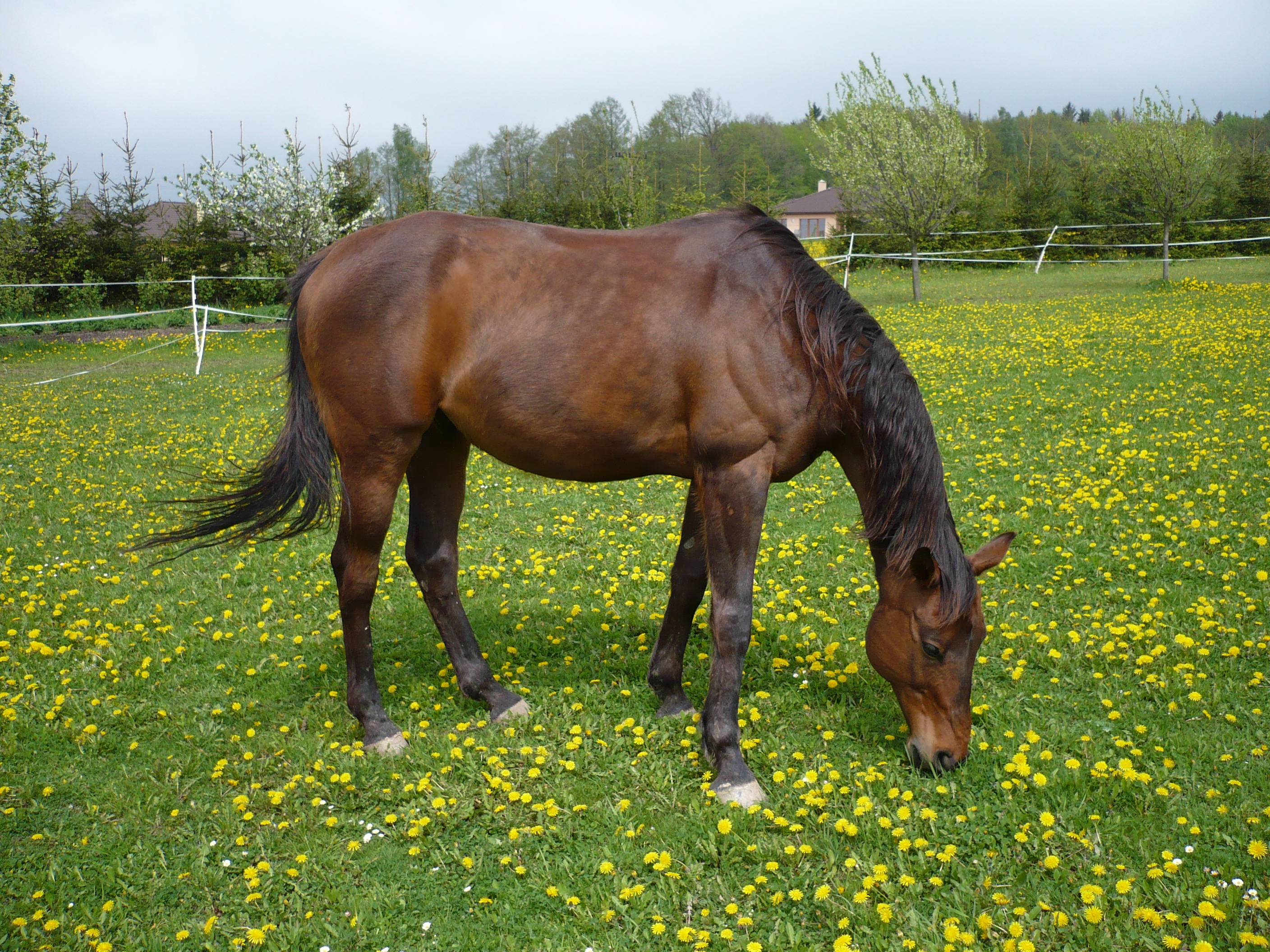 Petra Vávrová foto 3