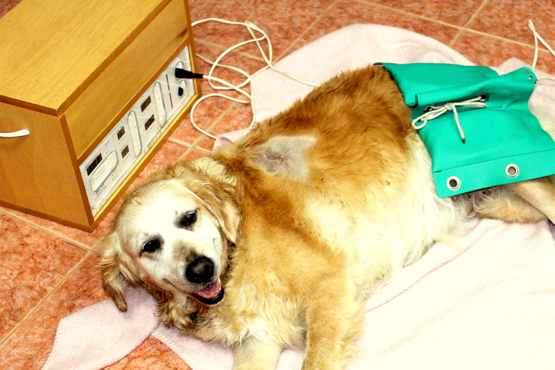 Veterinární klinika LIFE, s.r.o. foto 4