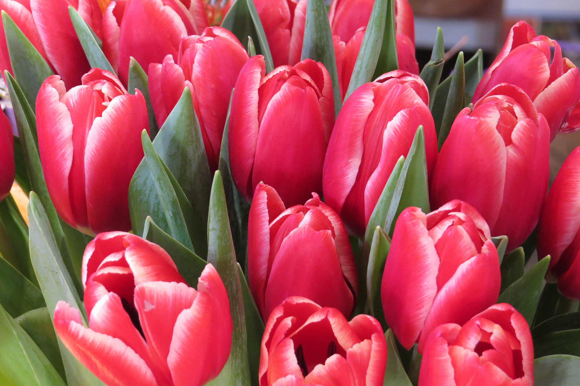 Zahradnictví Franc foto 2