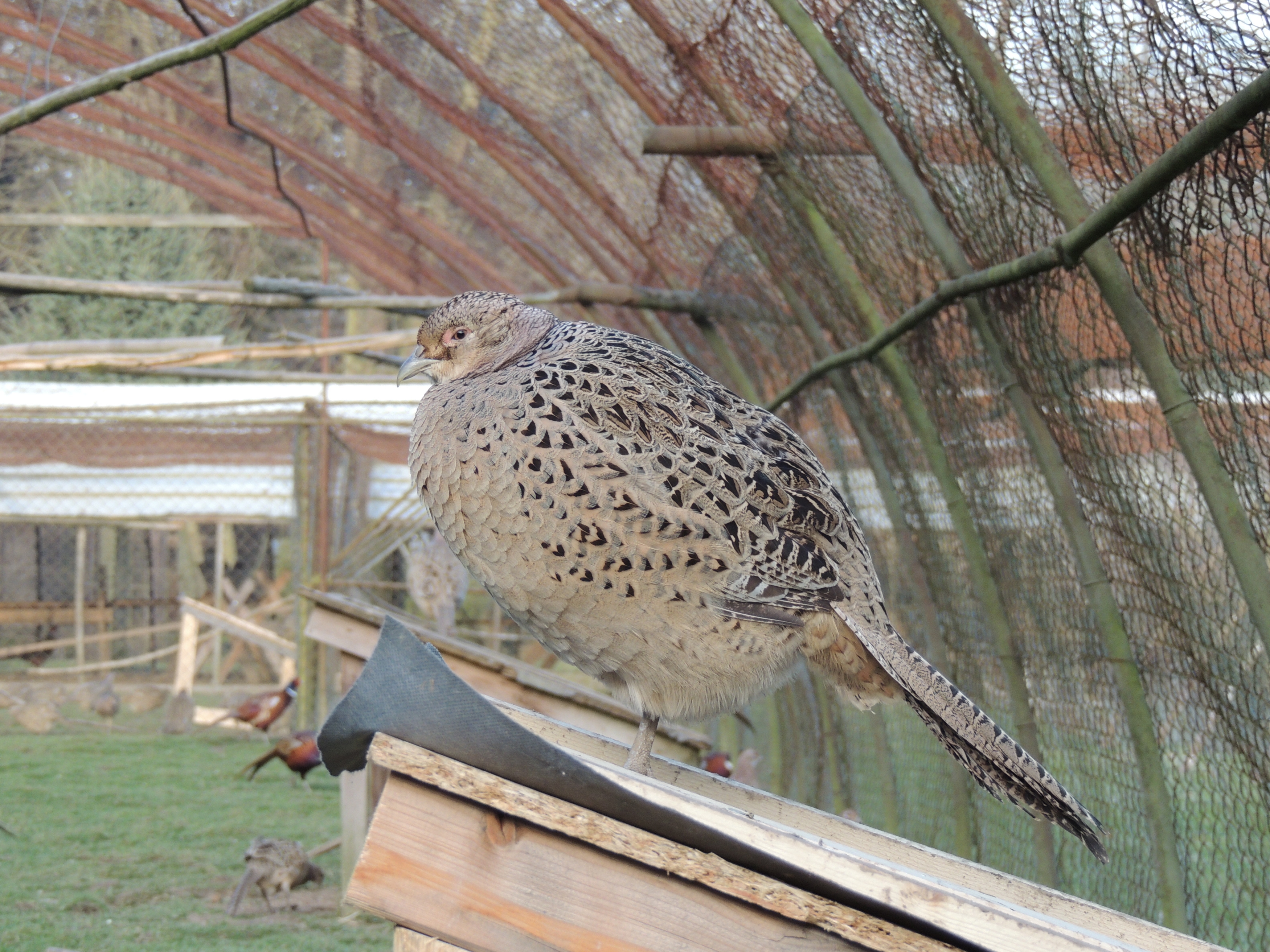 Bažantnice Bohouňovice II. foto 3