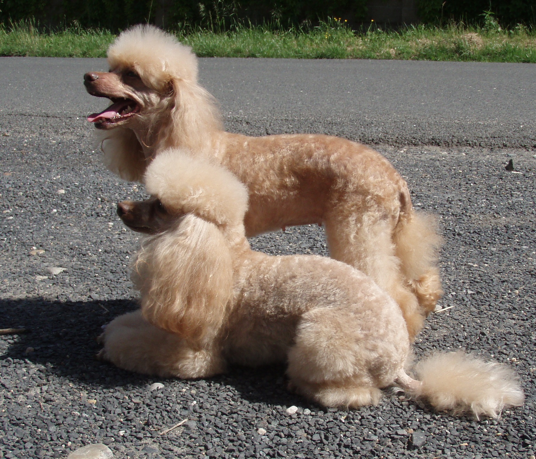 Salón Lady Barnett´s foto 2