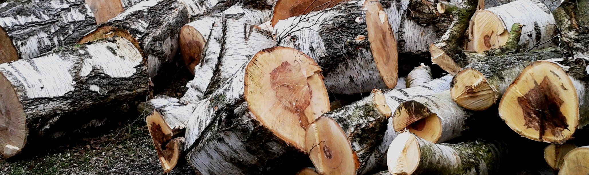 Péče o stromy a zeleň Petr Křivánek foto 4