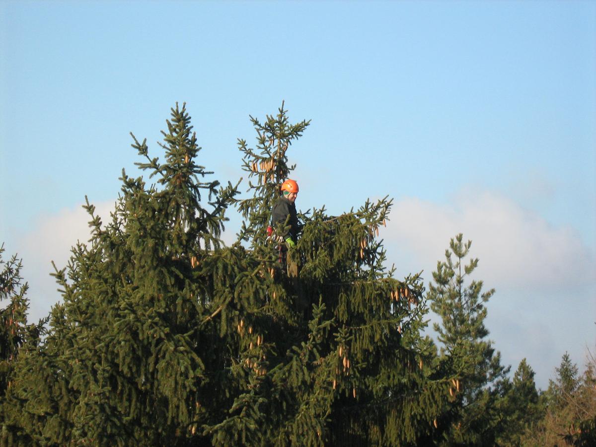 Treeclimbers - Daniel Dolenský foto 4