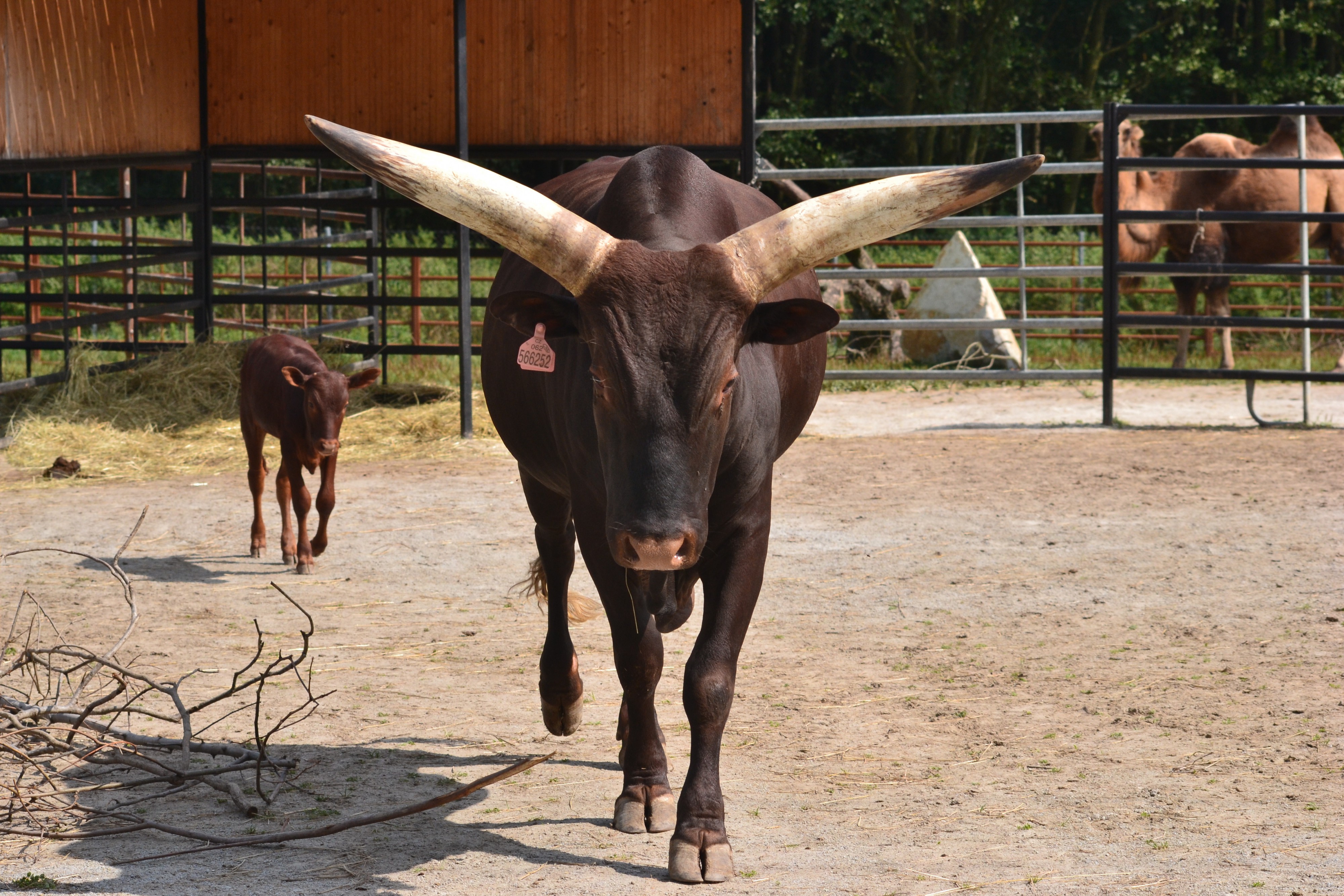 Zoologická zahrada Dvorec foto 5