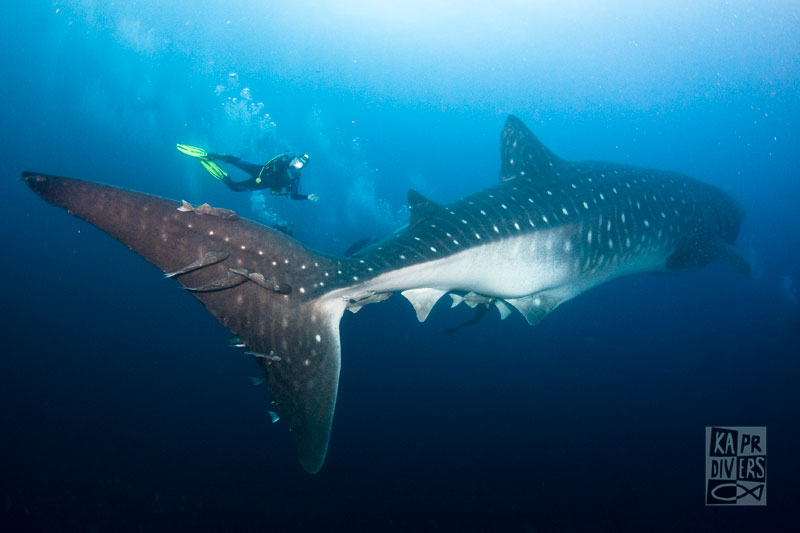Kapr Divers foto 3