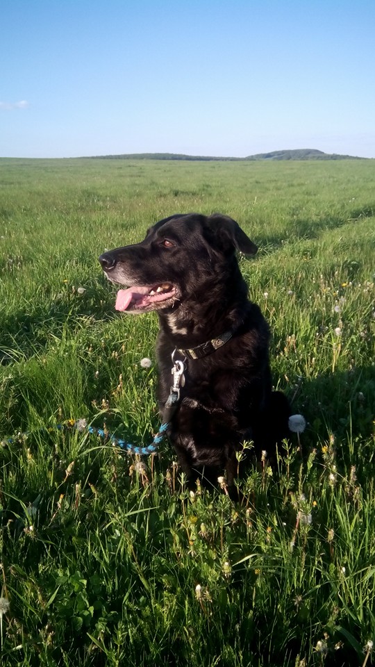 Canis cattus foto 4
