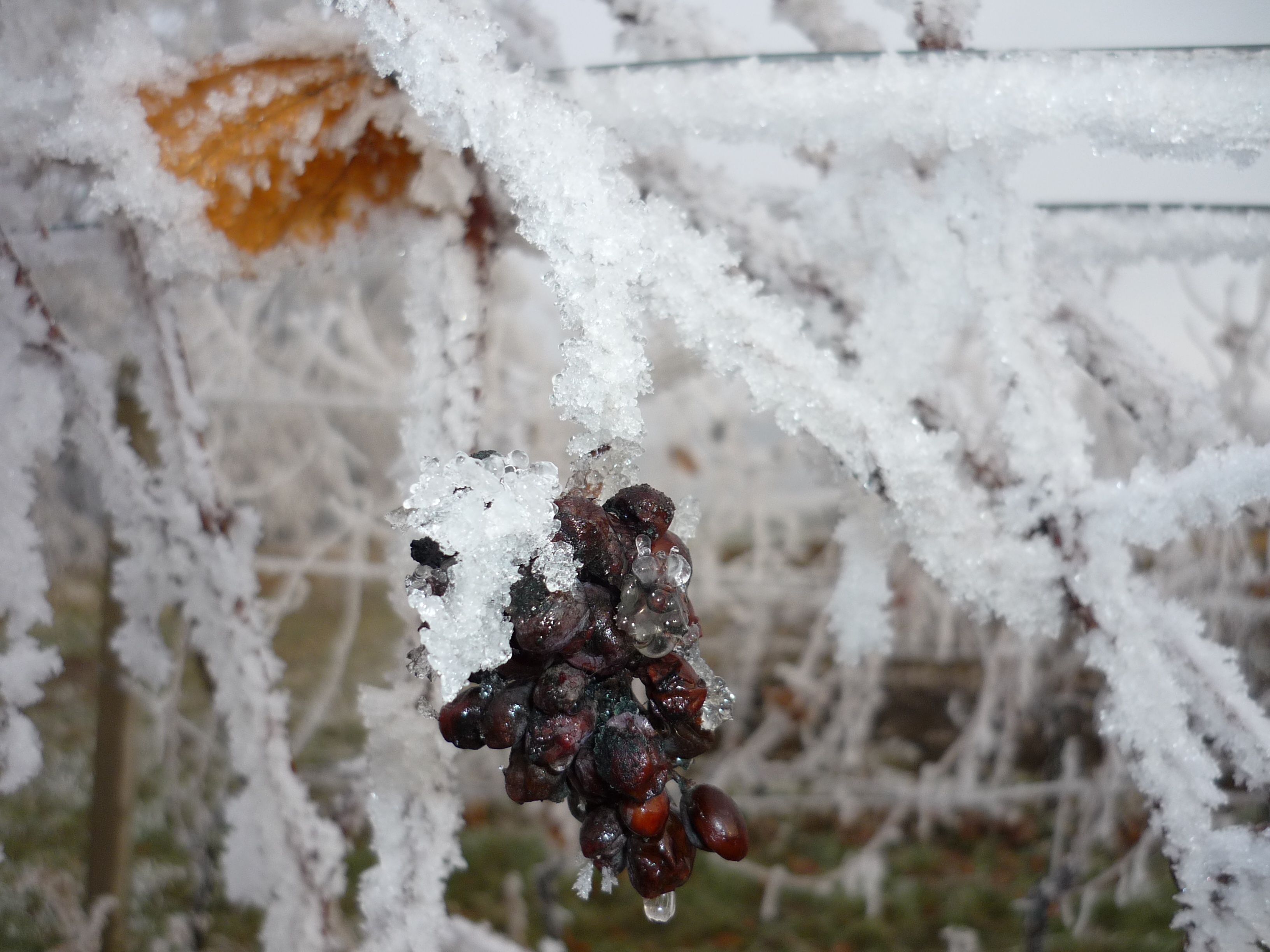 NATURVINI foto 2