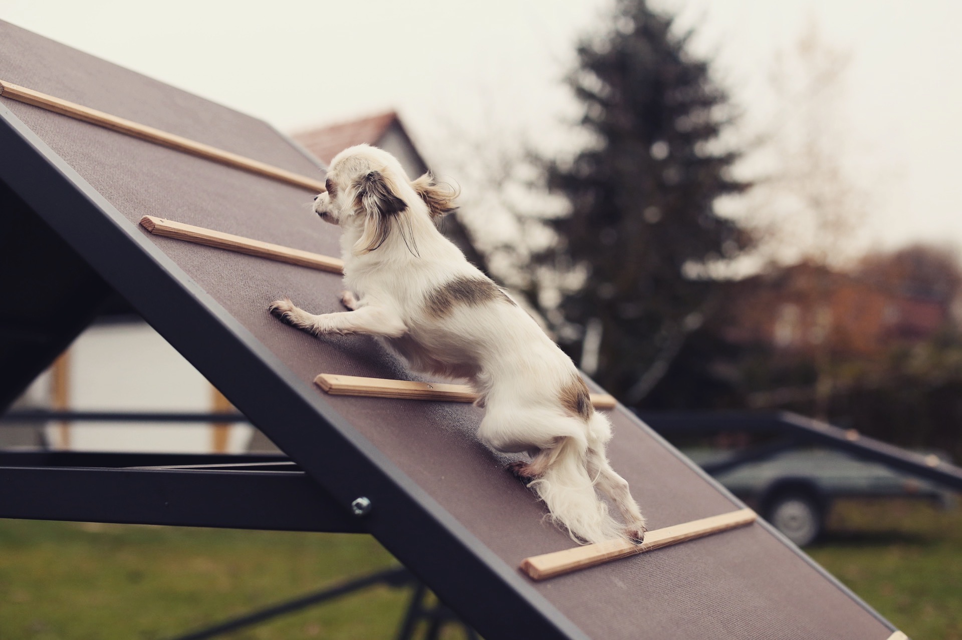 Psí hřiště a parky foto 3