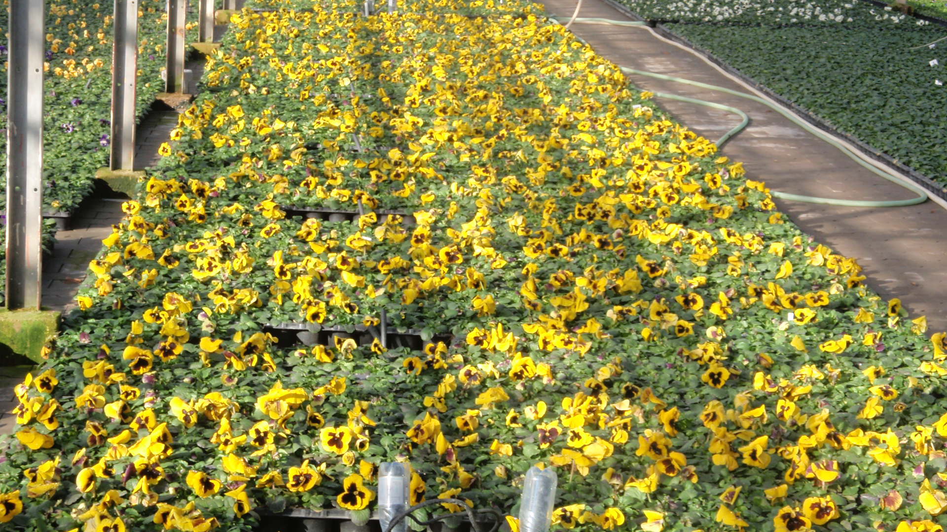 Zahradnictví Ludvík Lejdar foto 3