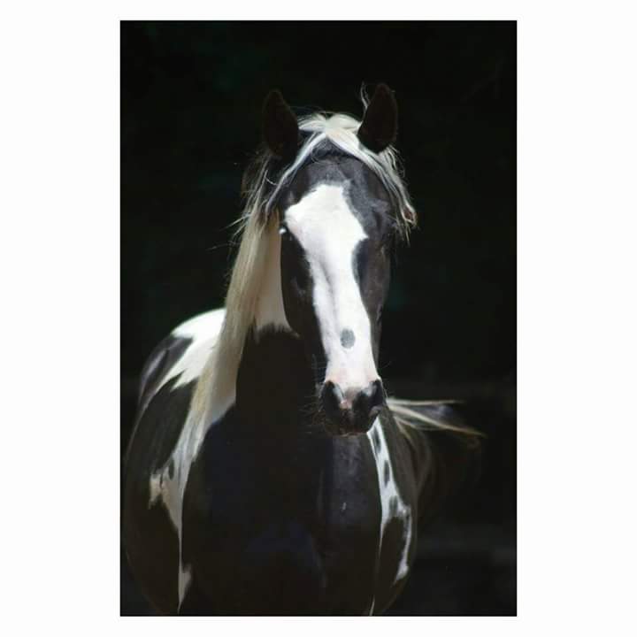 JK Verona foto 3