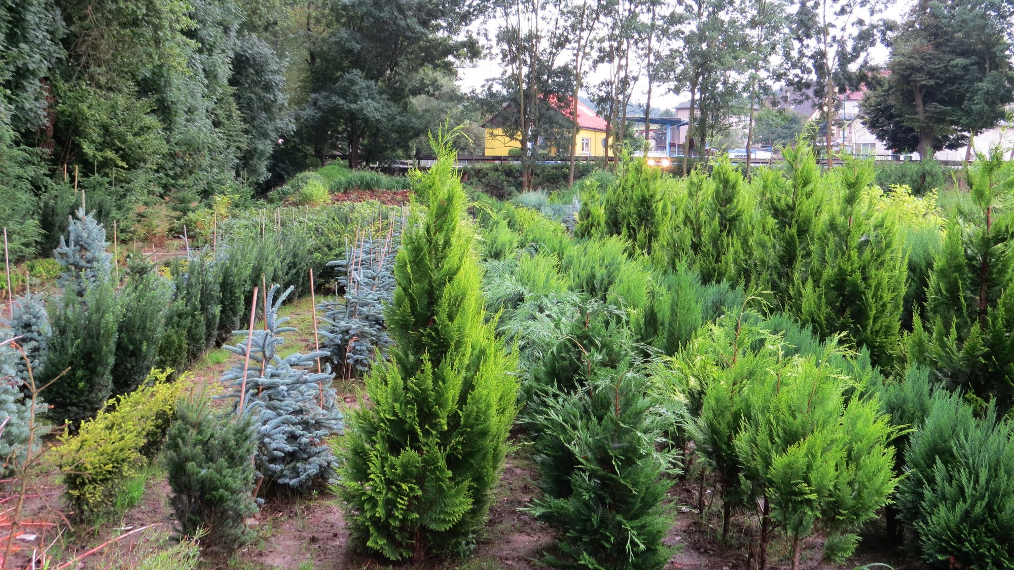 Zahradnictví Franc foto 6