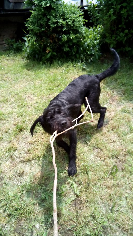 Canis cattus foto 3