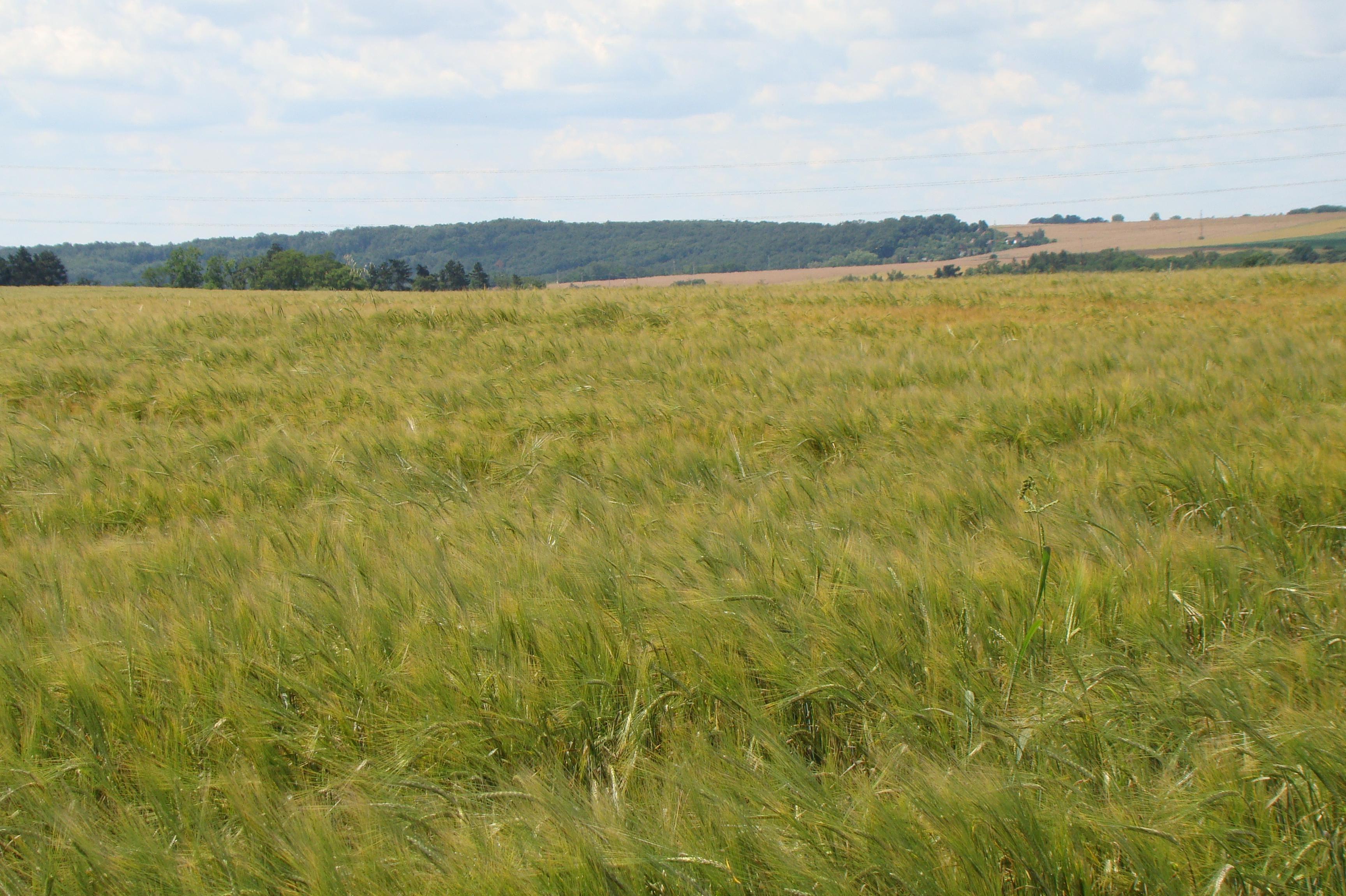 Zemědělské družstvo Klecany foto 2