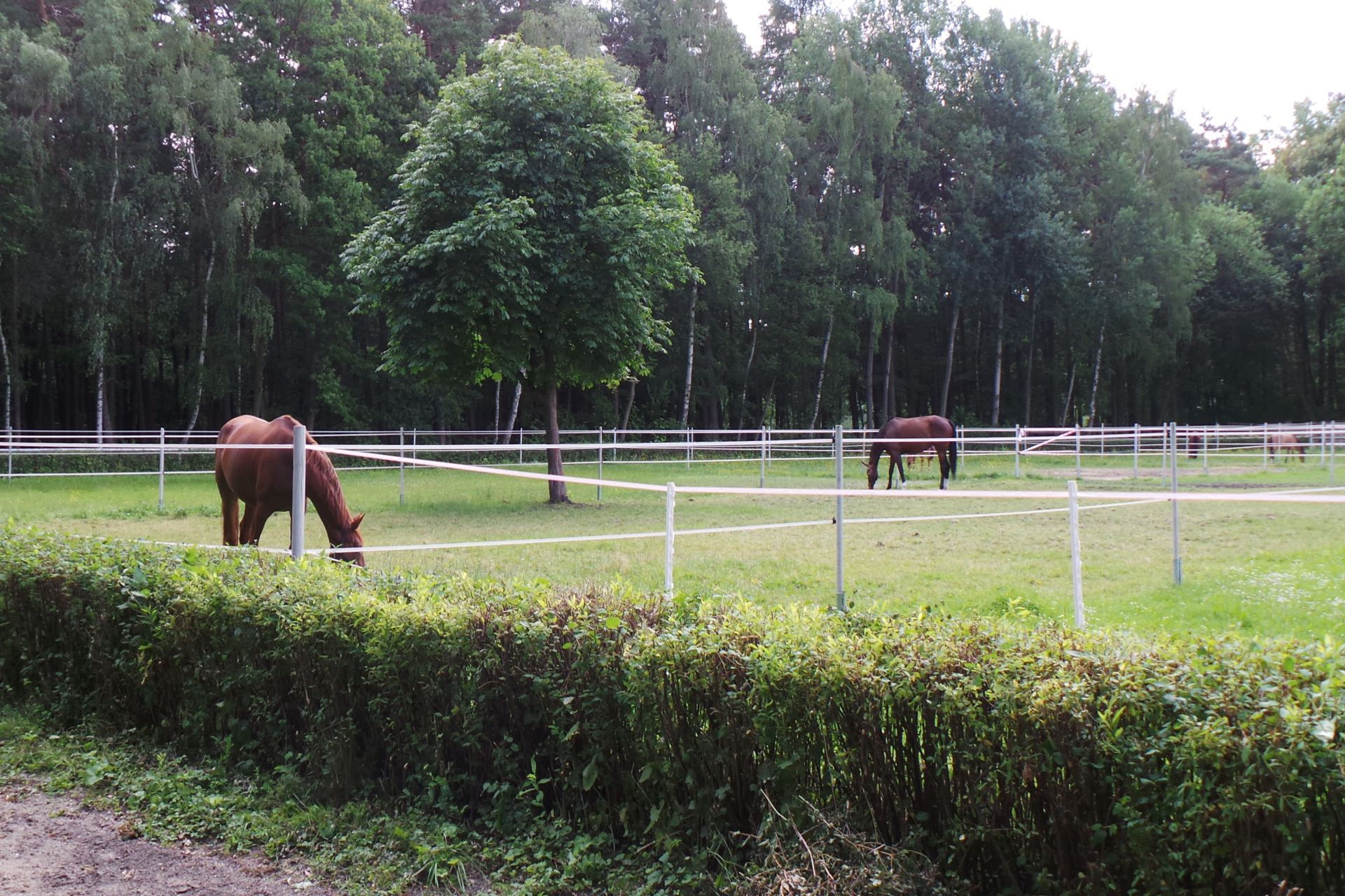 Jezdecký klub MERCI foto 2