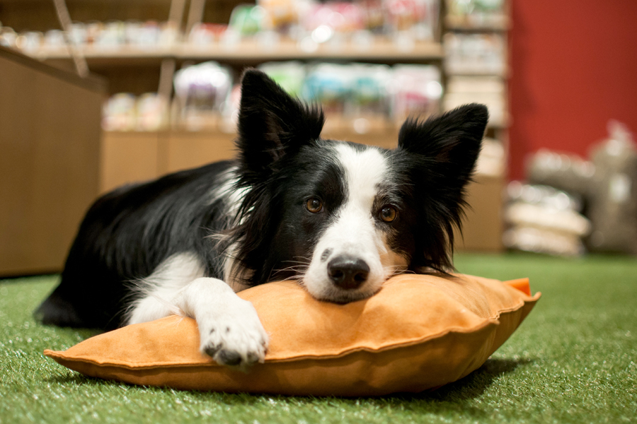 SpokojenyPes.cz foto 2