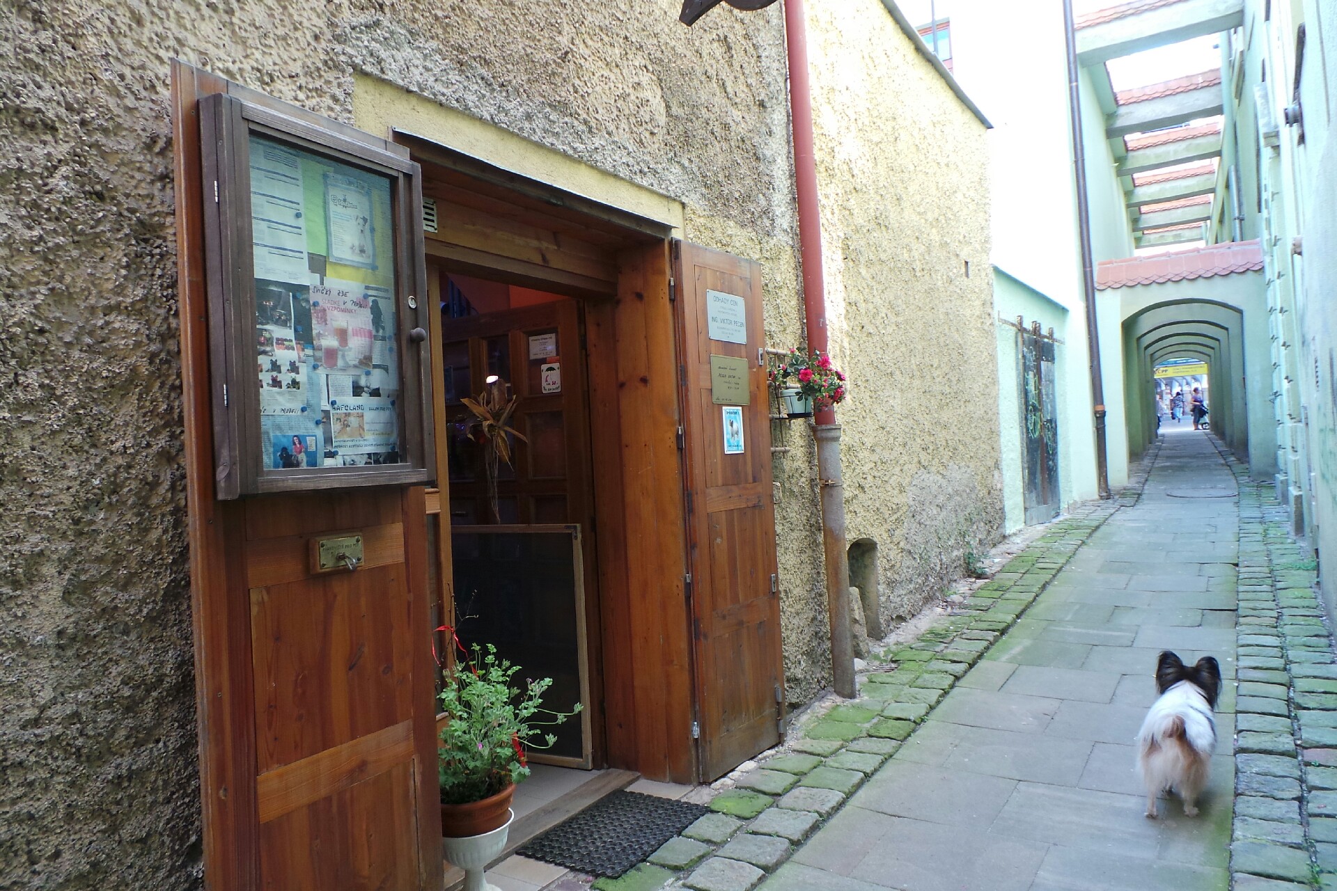 Hana Poláková foto 1