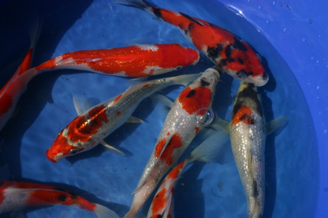 AquaCarpio Ing. Lukáš Borozidis – obchod s rybami foto 2