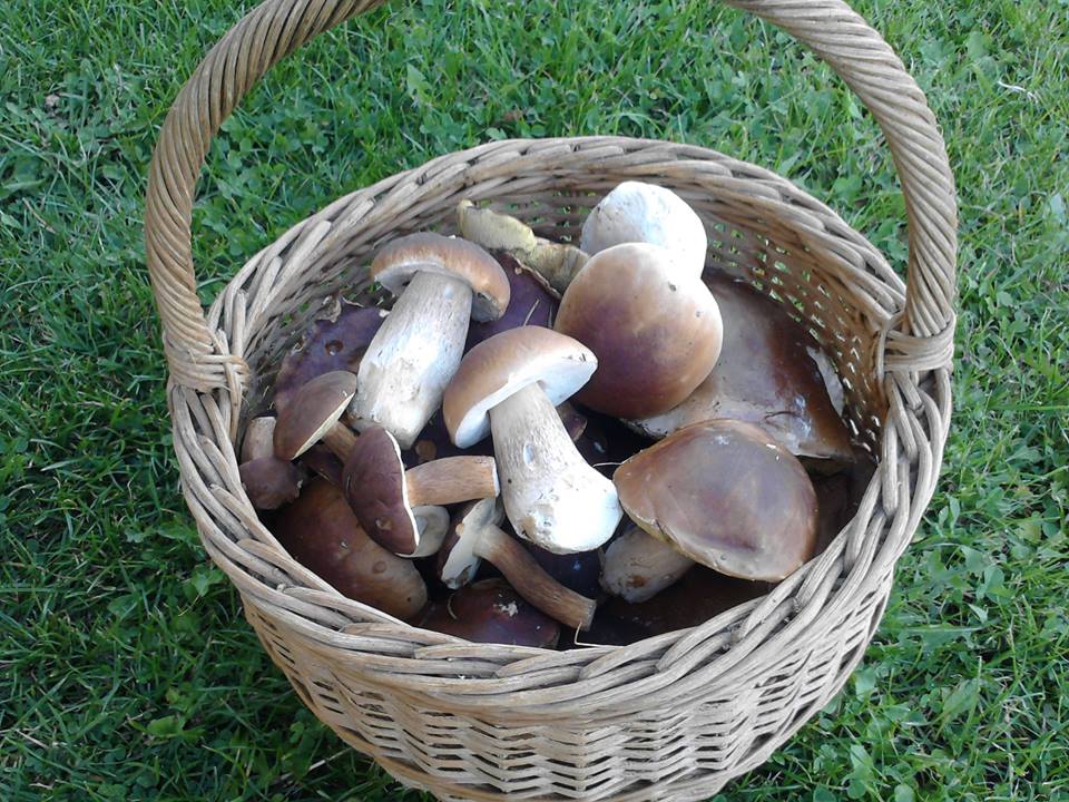 Penzion Arnika foto 2