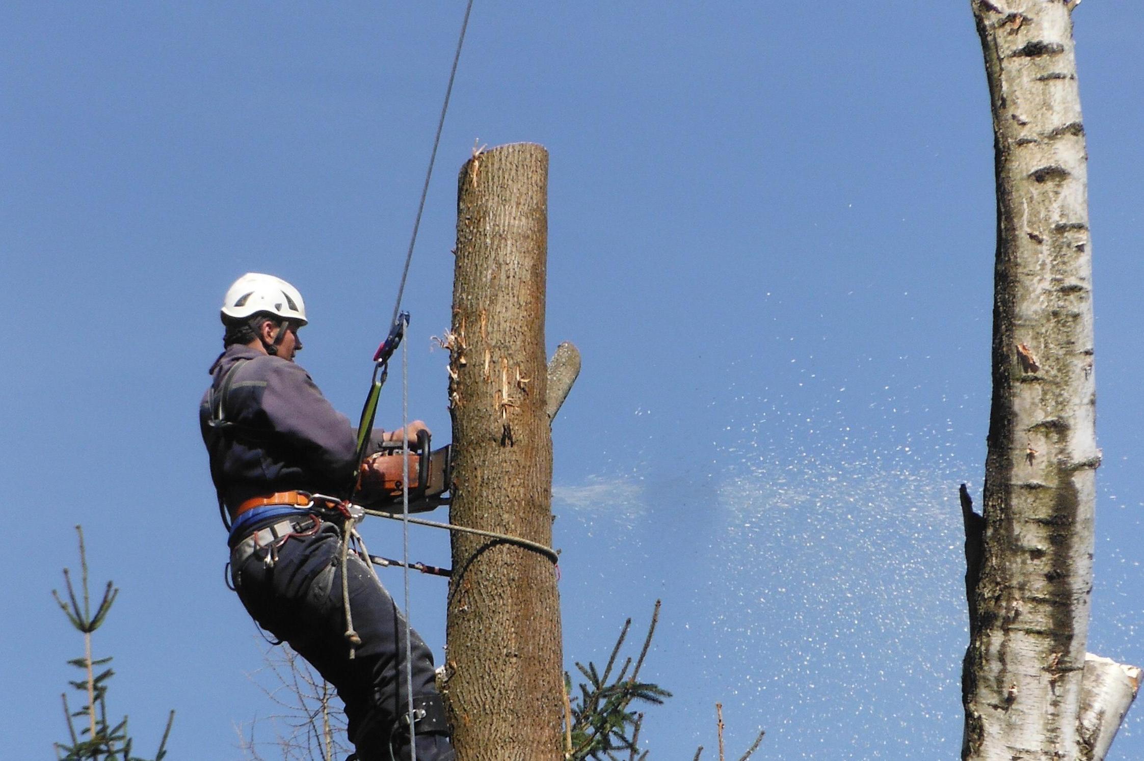 Kácení bez rizika - Michal Koten foto 1