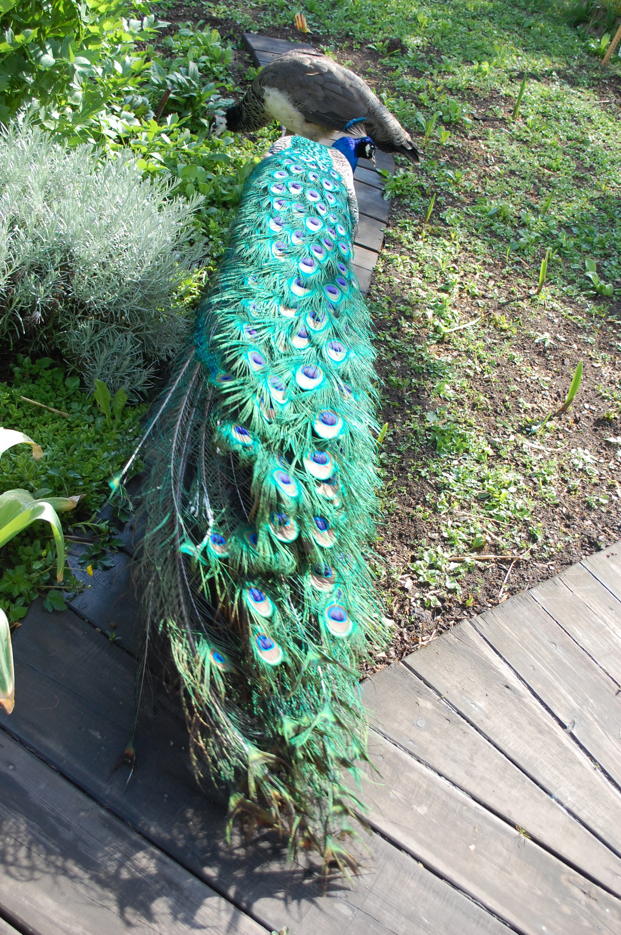 Pohádky za branou foto 6