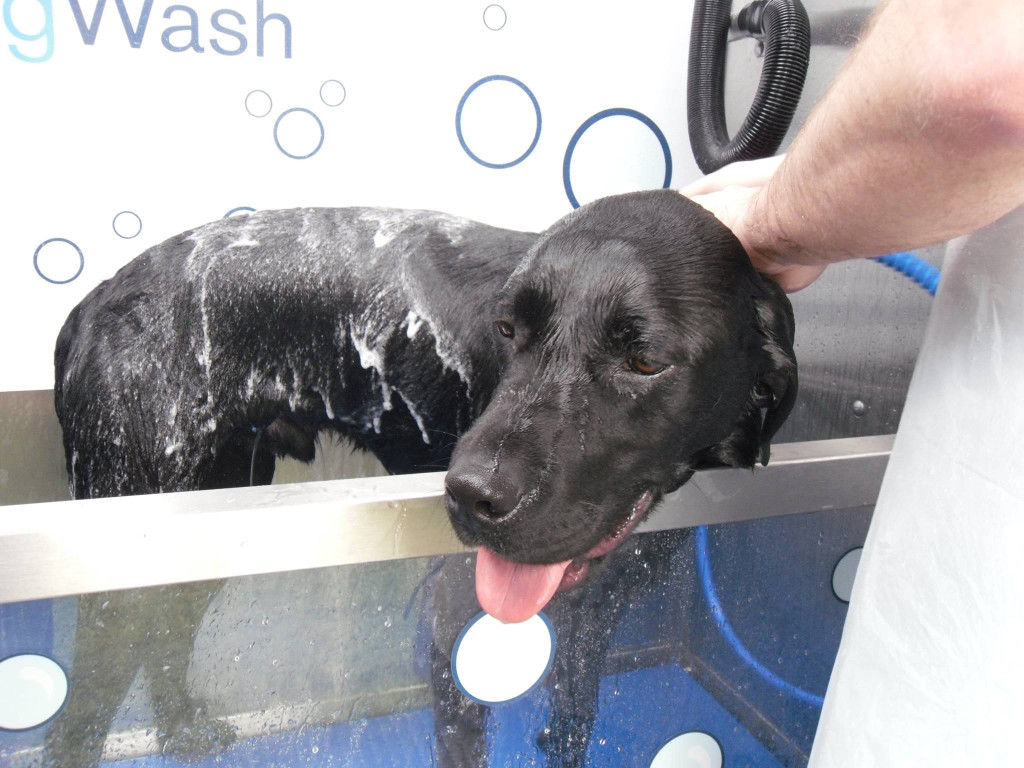 Dog Wash s.r.o. foto 4