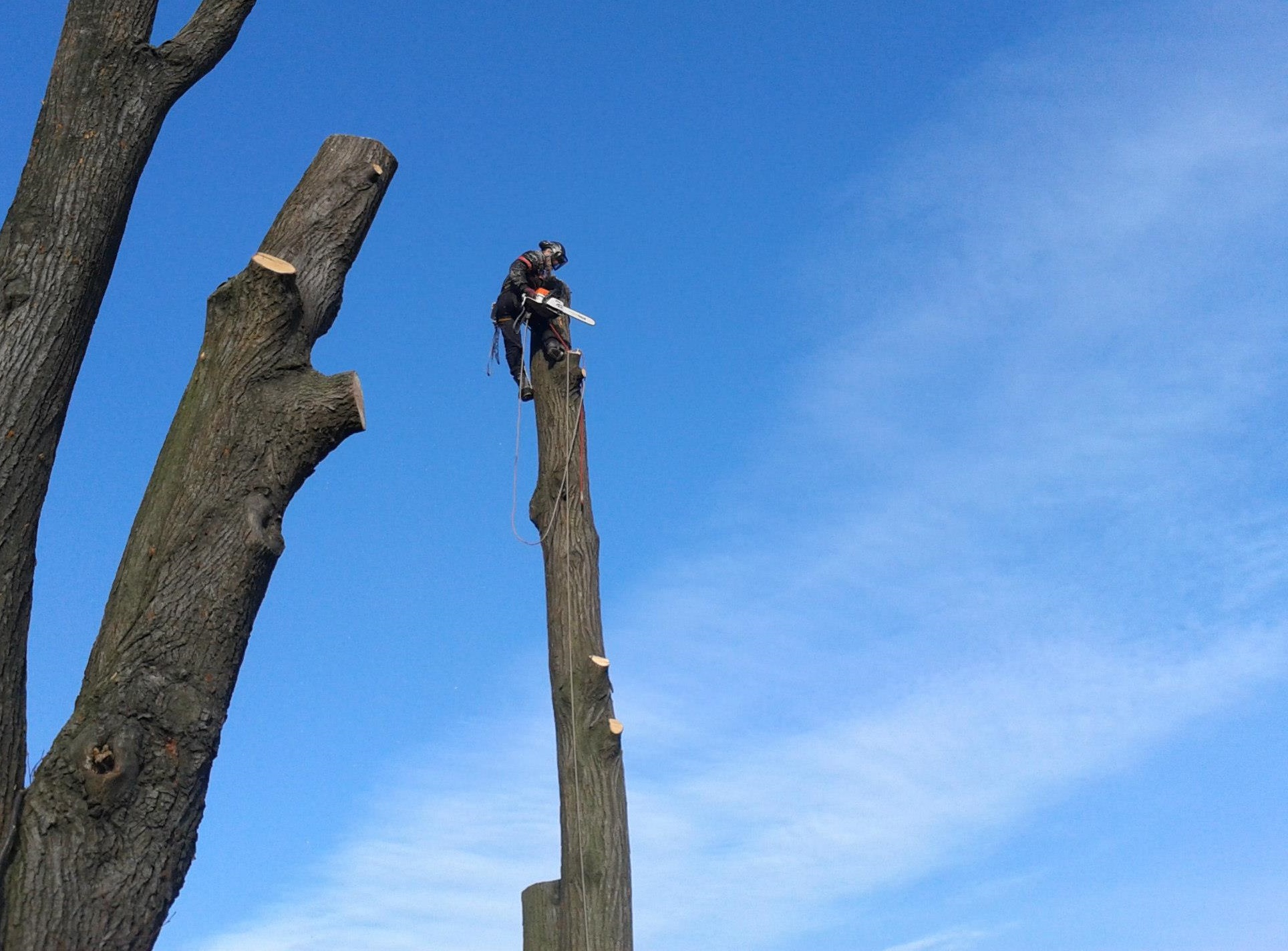 Martin Kytka - rizikové kácení stromů foto 2