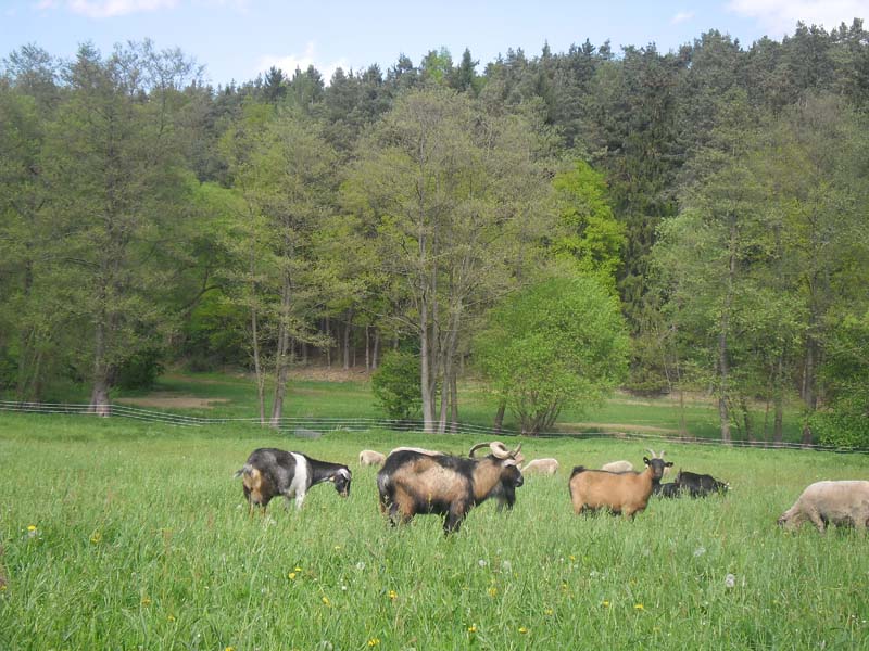 Farma Kalousek foto 4