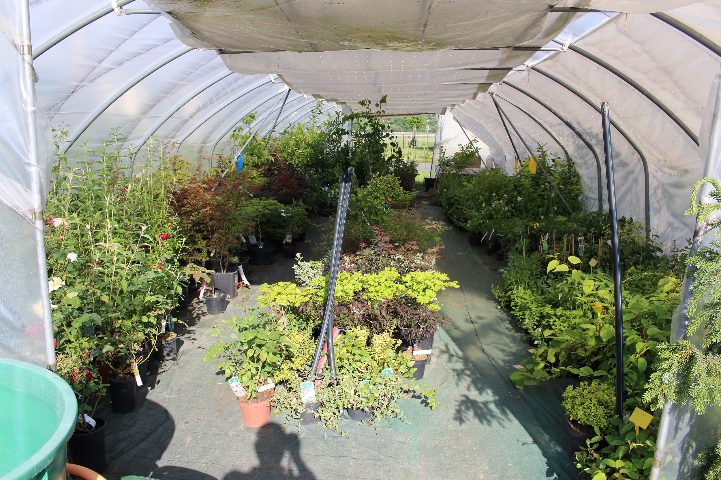 Zahradnictví Clematis - Radek Janků foto 4