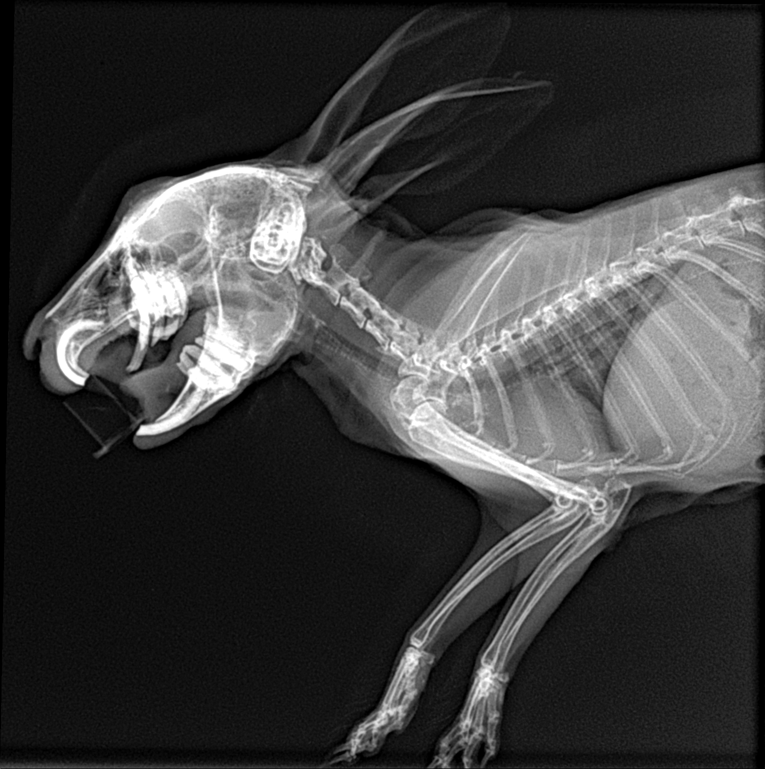 Veterinární klinika LIFE, s.r.o. foto 6